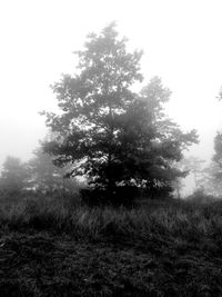 Trees on grassy field