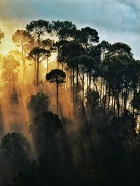 Silhouette trees in forest against sky during sunset