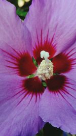 Close-up of pink flower