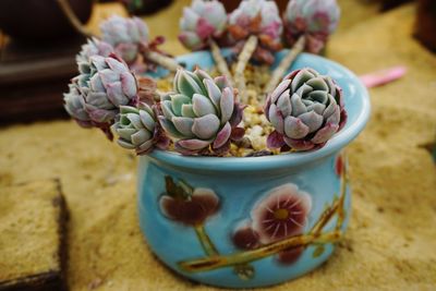 Close-up of potted succulent plant