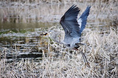 View of a bird flying over lake