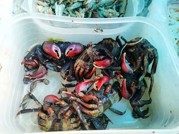 High angle view of shells in container