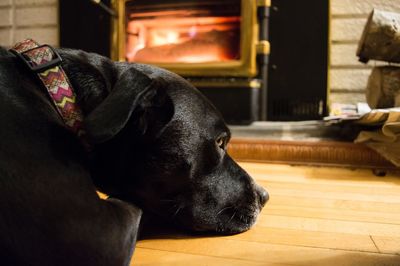 Close-up of dog resting at home