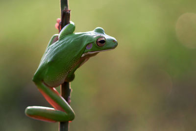 Close-up of frog on leaf