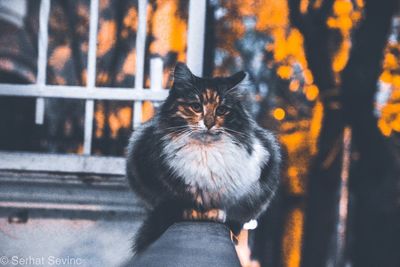 Close-up portrait of cat by wall