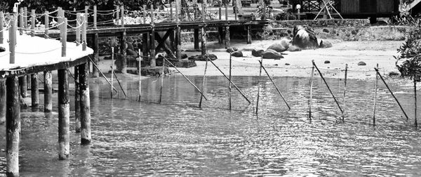 Reflection of trees in water