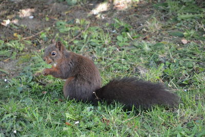 Squirrel sitting on field