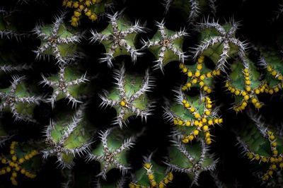 Full frame shot of cacti