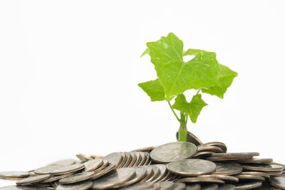 Close-up of coins on leaves against white background