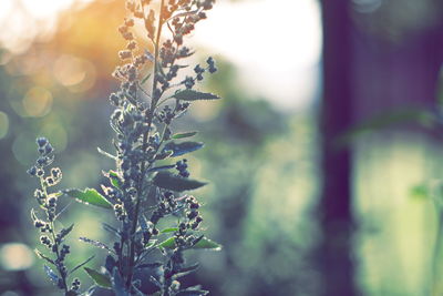 Close-up of fresh green plant