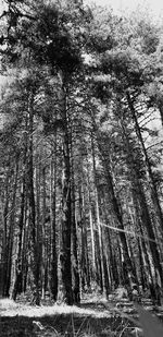 Low angle view of trees in forest