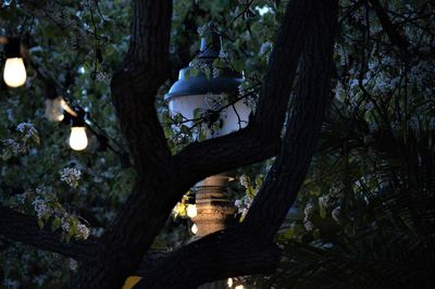 Low angle view of illuminated street light in forest