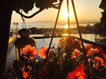 Close-up of plants against sea during sunset