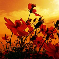 Close-up of orange flowering plant against sky during sunset