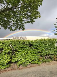 Plants and trees on field against rainbow in sky