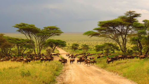 Animals on road amidst field against sky