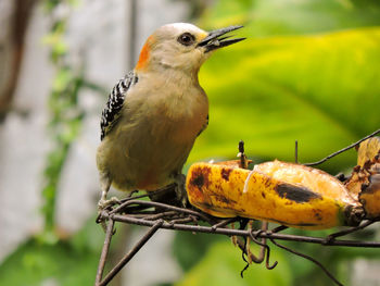 Close-up of bird perching on branch