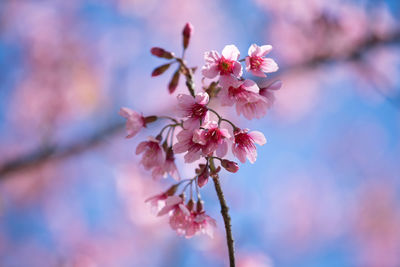 Close-up of pink cherry blossom