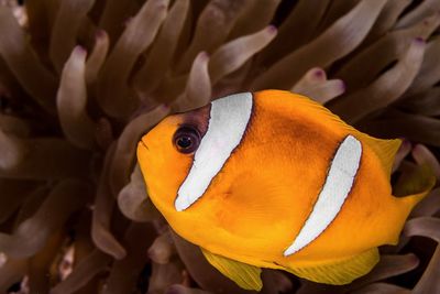 Close-up of anemone fish swimming in sea
