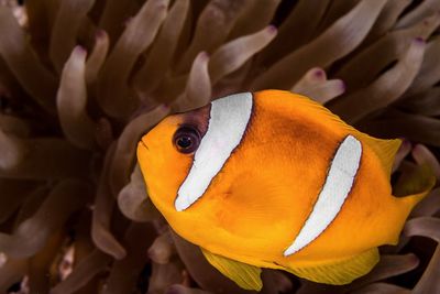 Close-up of fish swimming in sea