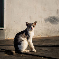 Portrait of cat sitting outdoors