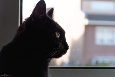 Close-up of a cat looking away at home