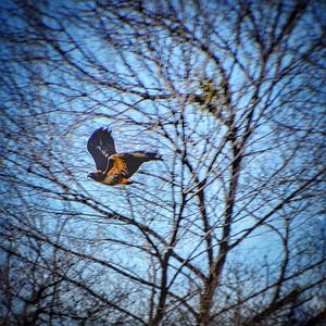 Low angle view of bird flying against bare tree