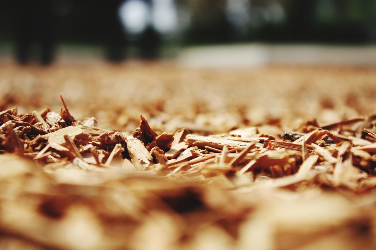 dry, nature, selective focus, no people, day, tranquility, autumn, outdoors, close-up, beauty in nature, food