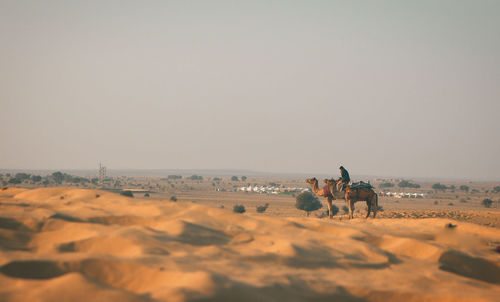 Man riding camel on desert against sky