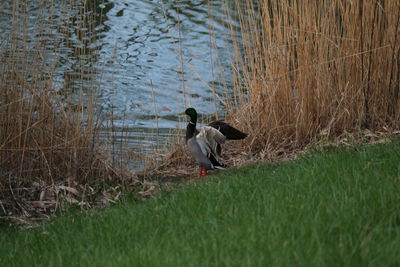 Rear view of man at lakeshore