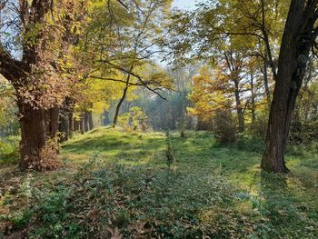 Trees in forest during autumn