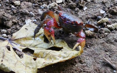 Close-up of crab on beach