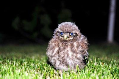 Portrait of owl on field