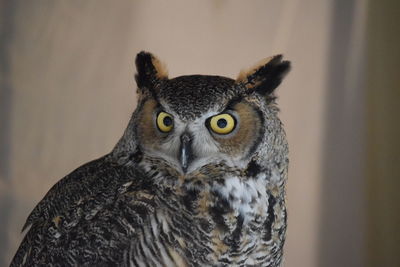 Close-up portrait of owl