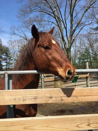 Brown horse in pen against the sky