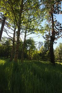 Trees in forest