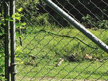 Close-up of chainlink fence on field