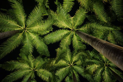 Low angle view of palm trees