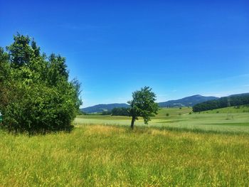 Scenic view of field against clear blue sky