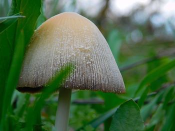 Close-up of plant growing on field