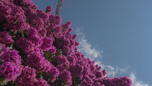 Low angle view of pink flowering plant against sky