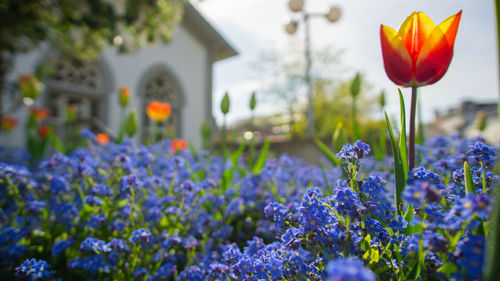 Close-up of purple flowering plants