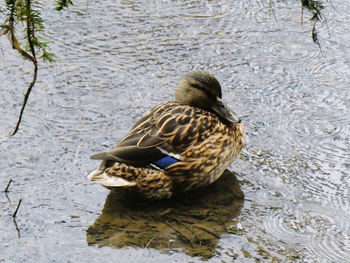 High angle view of mallard duck swimming on lake