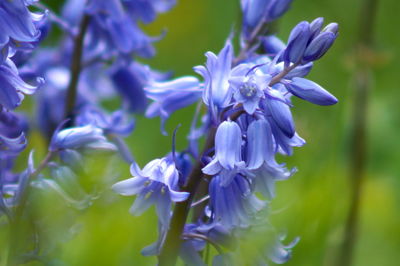 Close-up of purple flowering plants