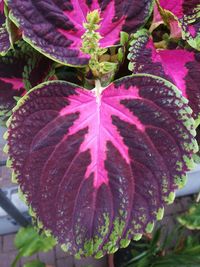 High angle view of pink flowering plant leaves