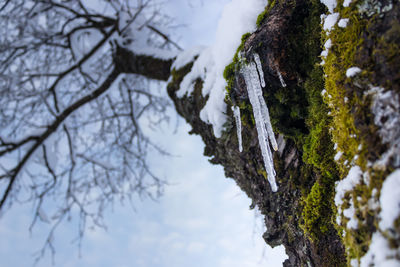 Close-up of tree branches during winter