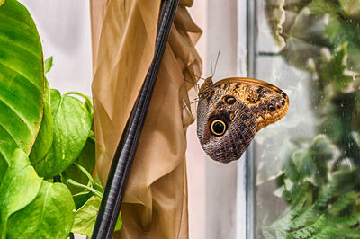 Close-up of butterfly on leaf