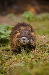 Close-up of an animal on grass