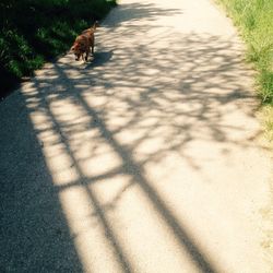 High angle view of dog walking on shadow