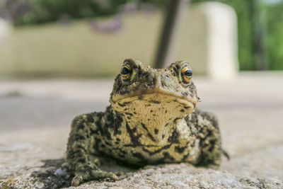 Frog on the floor 